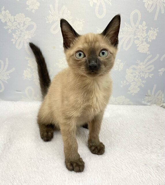 ✨甘えん坊さん✨バーミーズ(シャンパン)🥂男の子💙2025年9月27日生まれ バーミーズ