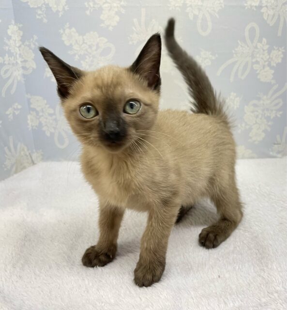 ✨甘えん坊さん✨バーミーズ(シャンパン)🥂男の子💙2025年9月27日生まれ バーミーズ