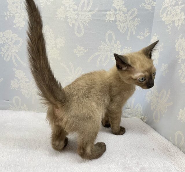 ✨甘えん坊さん✨バーミーズ(シャンパン)🥂男の子💙2025年9月27日生まれ バーミーズ