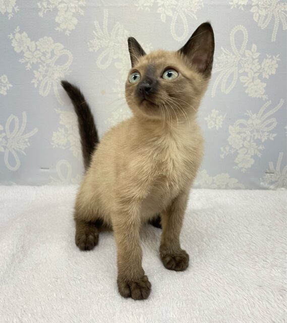 ✨甘えん坊さん✨バーミーズ(シャンパン)🥂男の子💙2025年9月27日生まれ バーミーズ