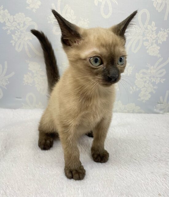 ✨甘えん坊さん✨バーミーズ(シャンパン)🥂男の子💙2025年9月27日生まれ バーミーズ