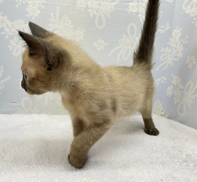 ✨甘えん坊さん✨バーミーズ(シャンパン)🥂男の子💙2025年9月27日生まれ バーミーズ