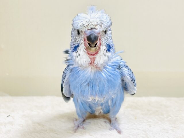 天使の羽がついたカッパちゃん🪽セキセイインコ(オパーリン)ヒナ 梵天セキセイインコ