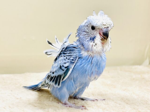天使の羽がついたカッパちゃん🪽セキセイインコ（オパーリン）ヒナ