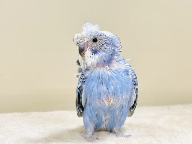 天使の羽がついたカッパちゃん🪽セキセイインコ(オパーリン)ヒナ 梵天セキセイインコ