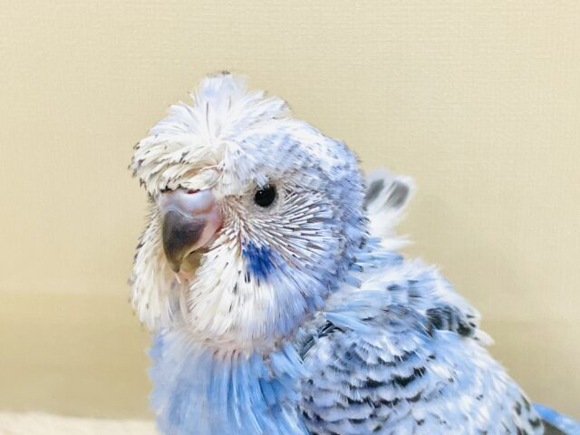 天使の羽がついたカッパちゃん🪽セキセイインコ(オパーリン)ヒナ 梵天セキセイインコ