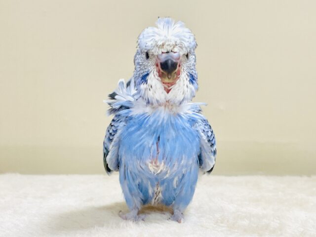 天使の羽がついたカッパちゃん🪽セキセイインコ(オパーリン)ヒナ 梵天セキセイインコ