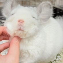 【最新画像更新🪄︎︎✨】可愛さフル稼働❣️もふっとまんまるチンチラちゃん(パイド)女の子