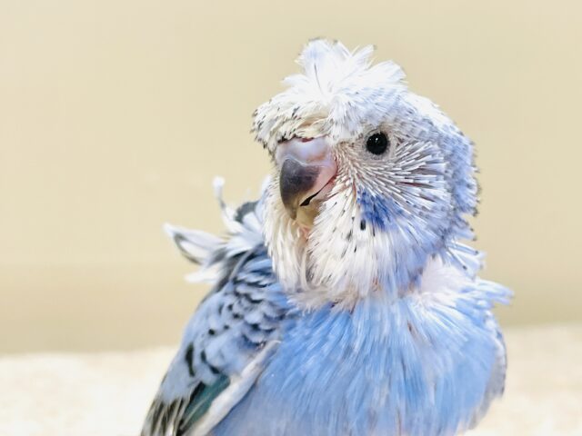 天使の羽がついたカッパちゃん🪽セキセイインコ(オパーリン)ヒナ 梵天セキセイインコ