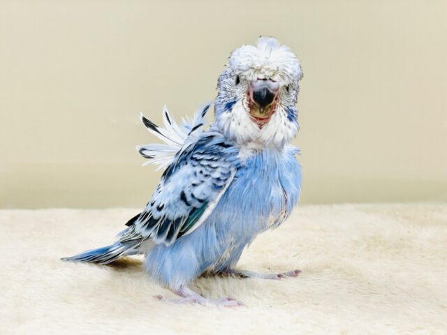 天使の羽がついたカッパちゃん🪽セキセイインコ(オパーリン)ヒナ 梵天セキセイインコ