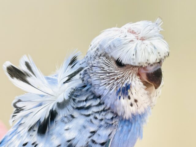 天使の羽がついたカッパちゃん🪽セキセイインコ(オパーリン)ヒナ 梵天セキセイインコ