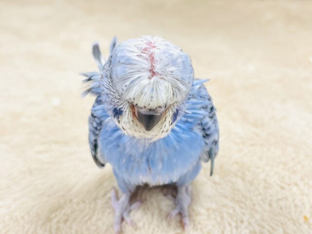 天使の羽がついたカッパちゃん🪽セキセイインコ(オパーリン)ヒナ 梵天セキセイインコ