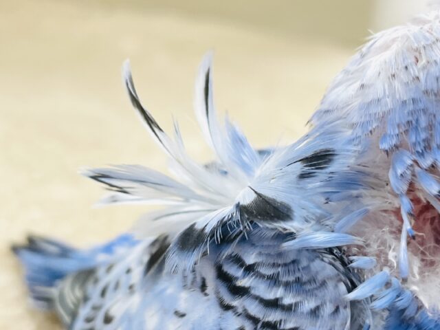 天使の羽がついたカッパちゃん🪽セキセイインコ(オパーリン)ヒナ 梵天セキセイインコ