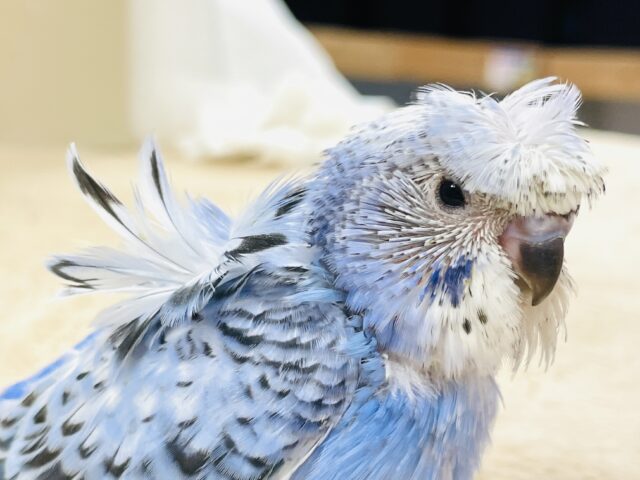 天使の羽がついたカッパちゃん🪽セキセイインコ(オパーリン)ヒナ 梵天セキセイインコ