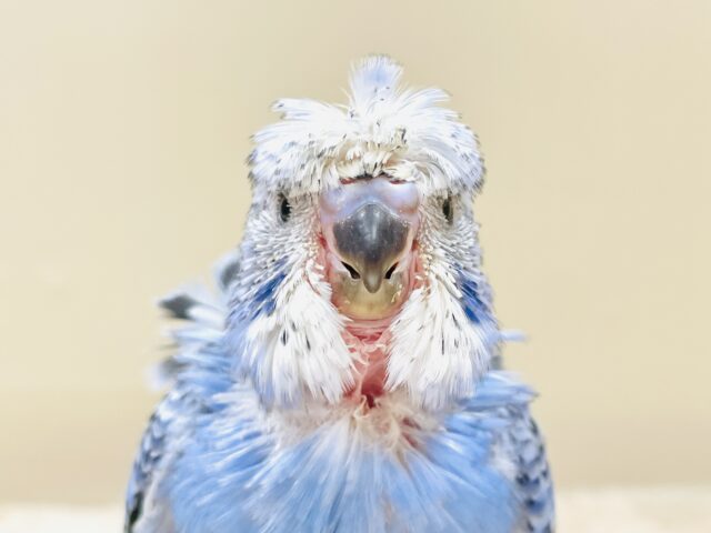 天使の羽がついたカッパちゃん🪽セキセイインコ(オパーリン)ヒナ 梵天セキセイインコ