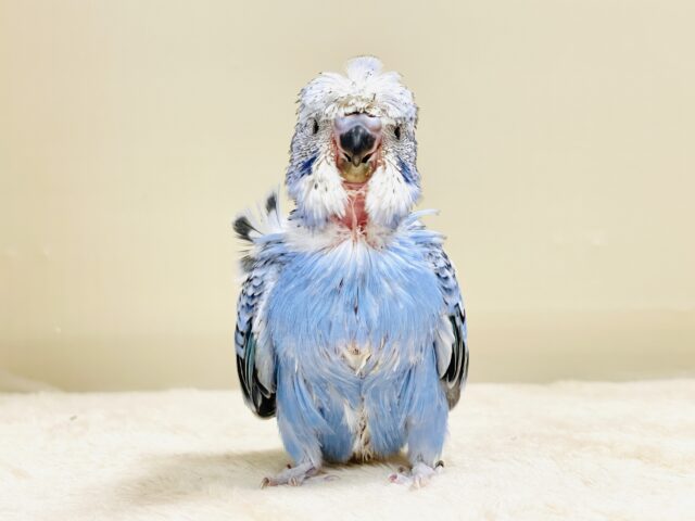 天使の羽がついたカッパちゃん🪽セキセイインコ(オパーリン)ヒナ 梵天セキセイインコ