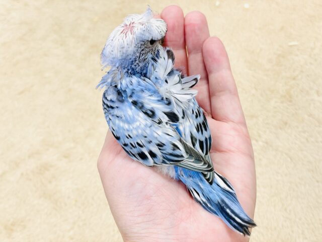 天使の羽がついたカッパちゃん🪽セキセイインコ(オパーリン)ヒナ 梵天セキセイインコ