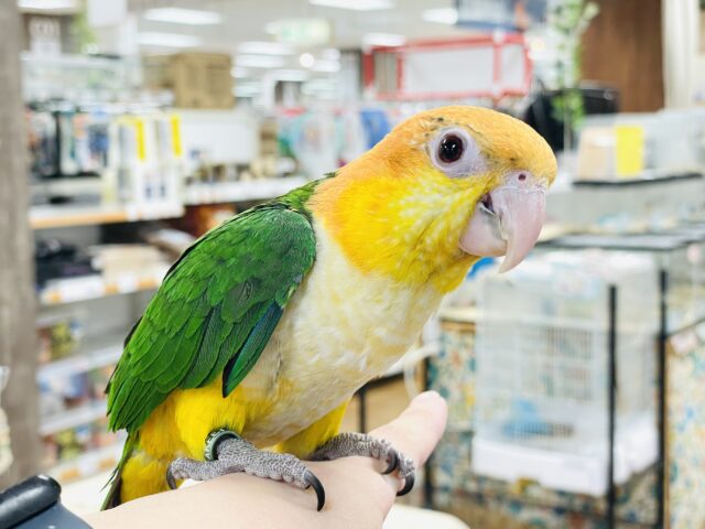 【最新画像】元気いっぱい成長中💛💚シロハラインコ(女の子)ヒナ シロハラインコ