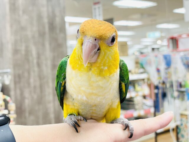 【最新画像】元気いっぱい成長中💛💚シロハラインコ(女の子)ヒナ シロハラインコ