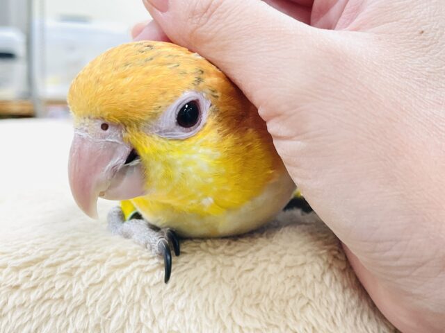 【最新画像】元気いっぱい成長中💛💚シロハラインコ(女の子)ヒナ シロハラインコ