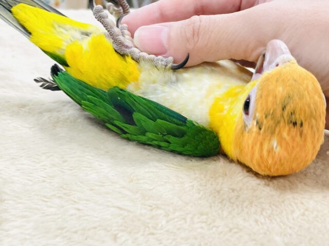 【最新画像】元気いっぱい成長中💛💚シロハラインコ(女の子)ヒナ シロハラインコ