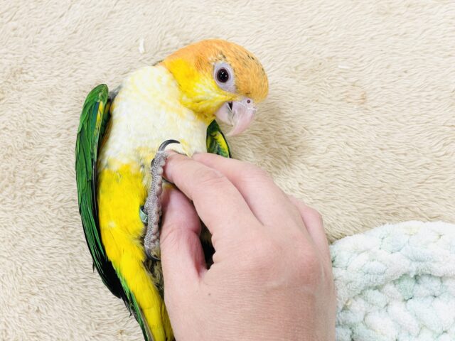 【最新画像】元気いっぱい成長中💛💚シロハラインコ(女の子)ヒナ シロハラインコ