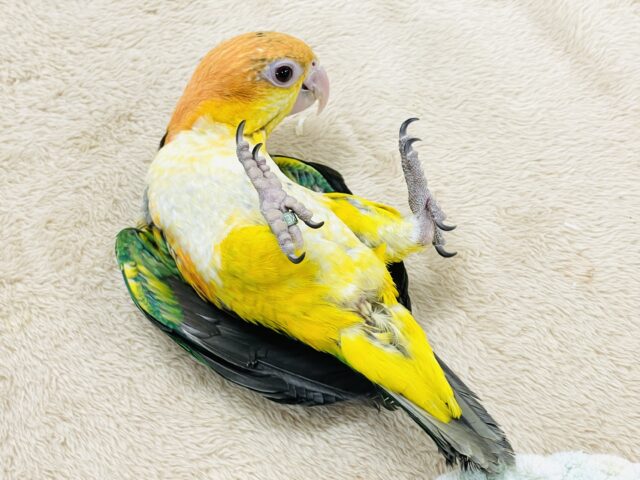 【最新画像】元気いっぱい成長中💛💚シロハラインコ(女の子)ヒナ シロハラインコ