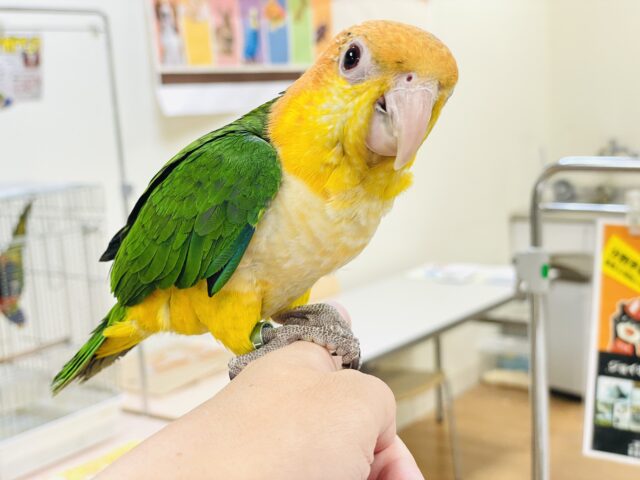 【最新画像】元気いっぱい成長中💛💚シロハラインコ(女の子)ヒナ シロハラインコ