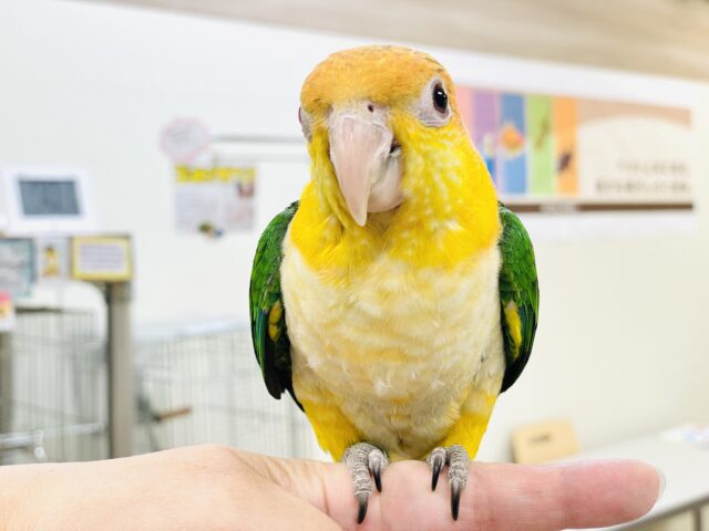 【最新画像】元気いっぱい成長中💛💚シロハラインコ(女の子)ヒナ シロハラインコ