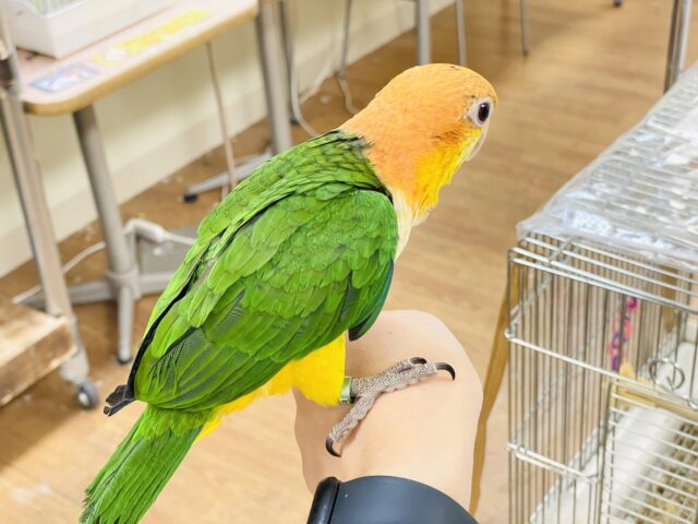 【最新画像】元気いっぱい成長中💛💚シロハラインコ(女の子)ヒナ シロハラインコ