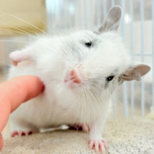 【最新画像更新🪄】ピンクのお鼻のとっとこ隊🐭🌿デグー(ホワイトパイド)男の子