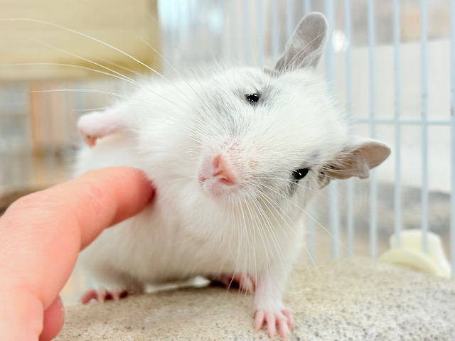 【最新画像更新🪄】ピンクのお鼻のとっとこ隊🐭🌿デグー(ホワイトパイド)男の子