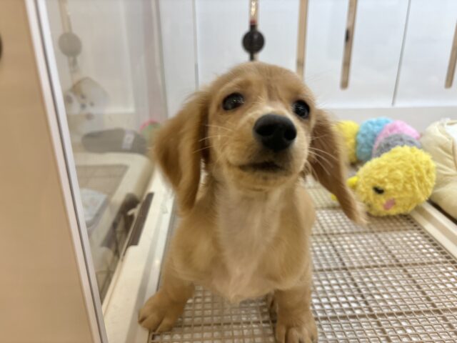 ミニチュアダックス