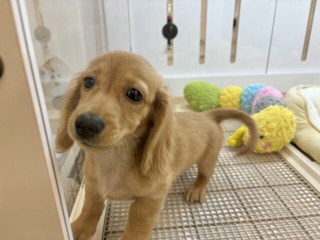 ミニチュアダックス