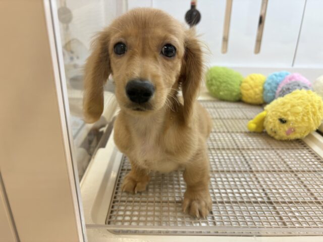 ミニチュアダックス