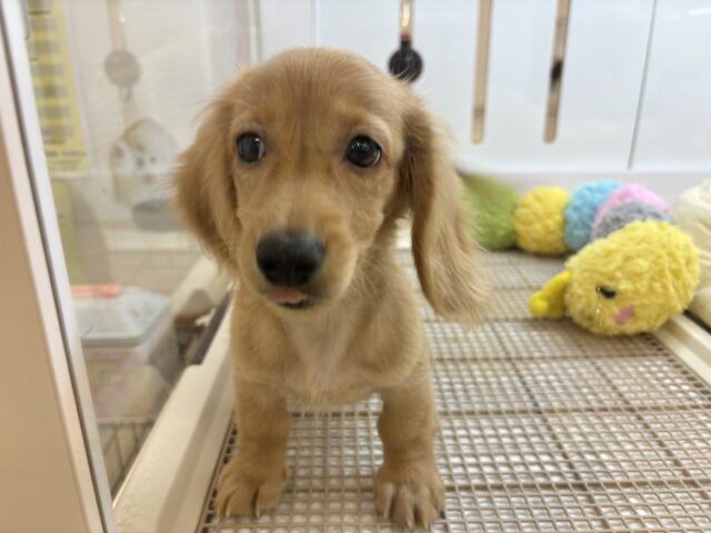 ミニチュアダックス