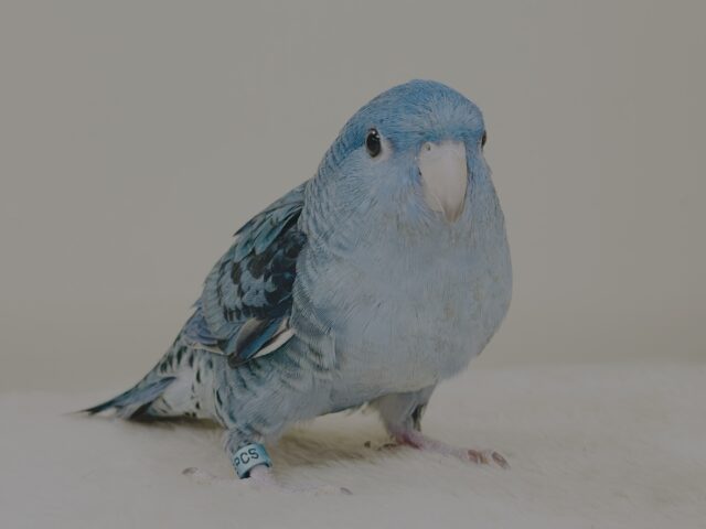 好奇心旺盛な青い鳥さん💙サザナミインコ(コバルト) サザナミインコ