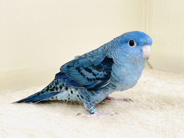 好奇心旺盛な青い鳥さん💙サザナミインコ（コバルト）