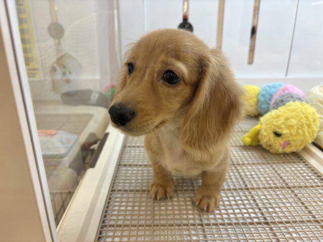 ミニチュアダックス