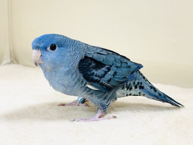 好奇心旺盛な青い鳥さん💙サザナミインコ(コバルト) サザナミインコ