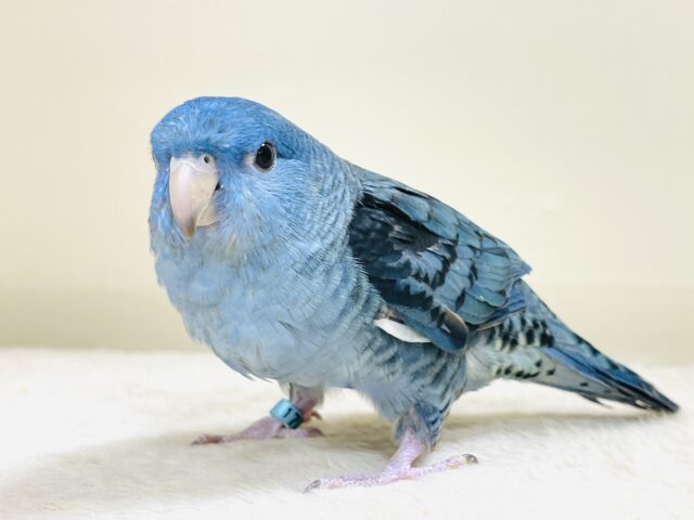 好奇心旺盛な青い鳥さん💙サザナミインコ(コバルト) サザナミインコ