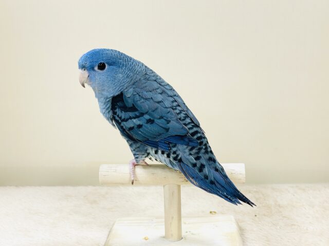 好奇心旺盛な青い鳥さん💙サザナミインコ(コバルト) サザナミインコ