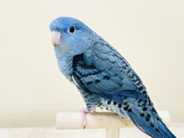 好奇心旺盛な青い鳥さん💙サザナミインコ(コバルト) サザナミインコ