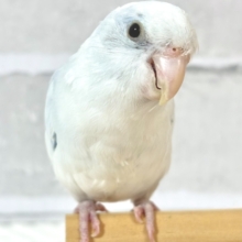 マメルリハ  ヘビーパイドライラック  男の子  💎🩵∗*ﾟ