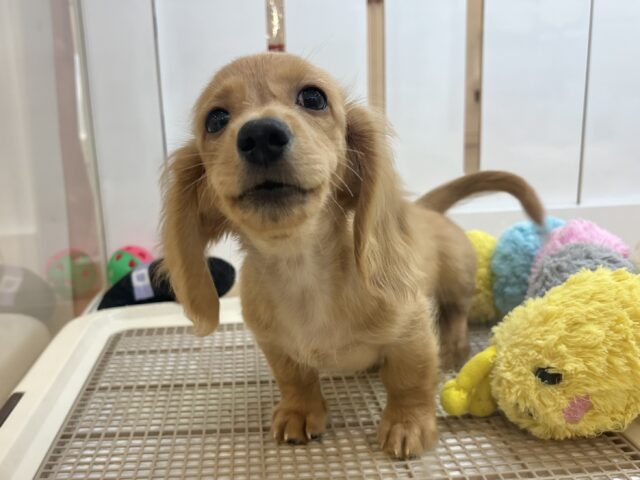 超ホヤホヤ最新画像✨僕の可愛さで困らせちゃう♡ミニチュアダックスフンドくん! ミニチュアダックス