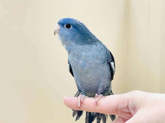 好奇心旺盛な青い鳥さん💙サザナミインコ(コバルト) サザナミインコ