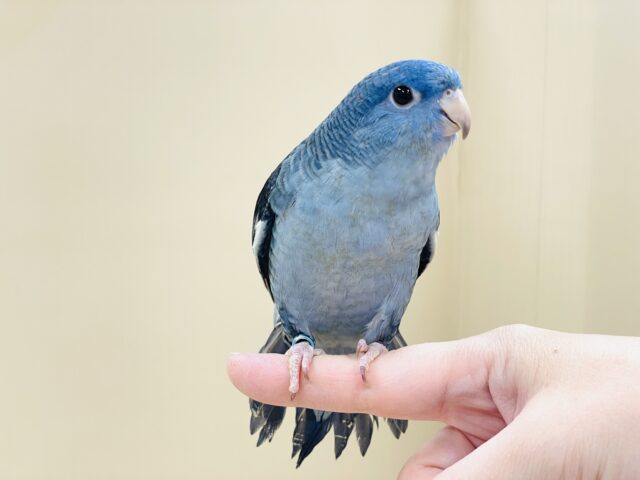 好奇心旺盛な青い鳥さん💙サザナミインコ(コバルト) サザナミインコ