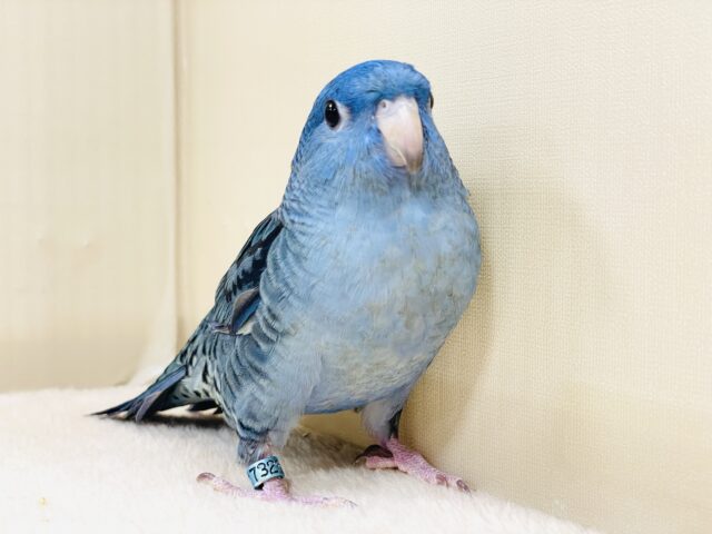 好奇心旺盛な青い鳥さん💙サザナミインコ(コバルト) サザナミインコ