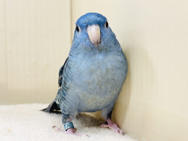 好奇心旺盛な青い鳥さん💙サザナミインコ(コバルト) サザナミインコ