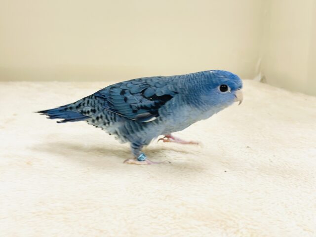 好奇心旺盛な青い鳥さん💙サザナミインコ(コバルト) サザナミインコ
